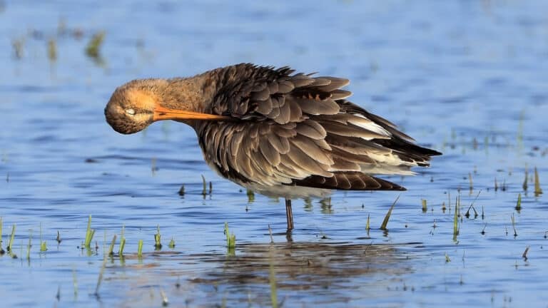 Overnachten tussen weidevogels op Marken