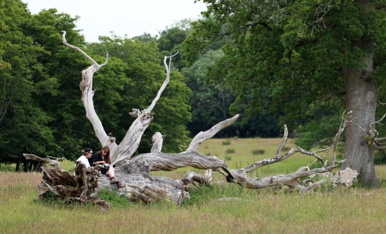 Verwildering op Knepp Estate in West Sussex